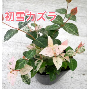 【初雪カズラ】【1点から注文可能!】ハツユキカズラ 3号ポット苗 苗 グランドカバー 寄せ植え 耐寒性 寒さに強い 常緑 下草 植木 庭 おしゃれ 葉の色 ピンク ガーデン エクステリア 育てや