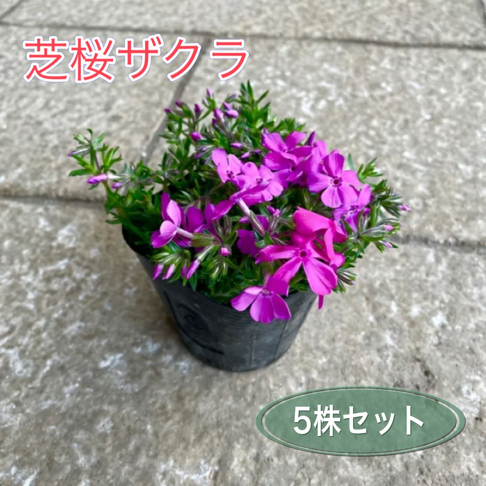 ランキングTOP5 芝桜 シバザクラ の苗 ピンク