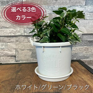 アイビー 鉢植えの人気商品 通販 価格比較 価格 Com
