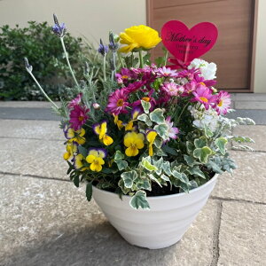 玄関 鉢植え おしゃれ 生花の人気商品 通販 価格比較 価格 Com
