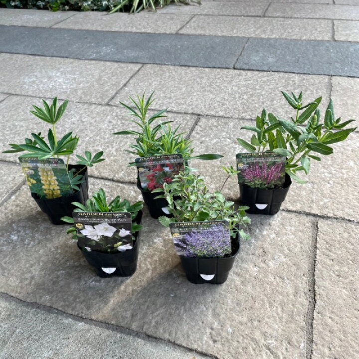 【あす楽】【宿根草】環境別で選べる 5ポットセット 日向 日陰 半日陰 おまかせ 花苗 毎年楽しめる 庭植え 庭作り 園芸 彩り 植えっぱなし ガーデニング 花の庭 花園 季節の花 おしゃれ イングリッシュガーデン ラベル付き 花のまちころぼっくる あす楽 グランドカバー 多肉植物 ガーデニング 園芸 寄せ植え おうち時間を楽しもう 観葉植物 花苗 苗 寄せ植え おまかせ セット 耐寒性 冬 春 夏 秋 丈夫 育てやすい 新生活 引っ越し 新築祝