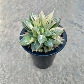 【Haworthia ハオルチア ホワイトシャドウ】3.5号鉢 サボテン 多肉植物 希少 珍奇植物 レア 珍品 珍しい インテリア 観葉植物 グリーン 人気 おうち時間 プレゼント ギフト おしゃれ