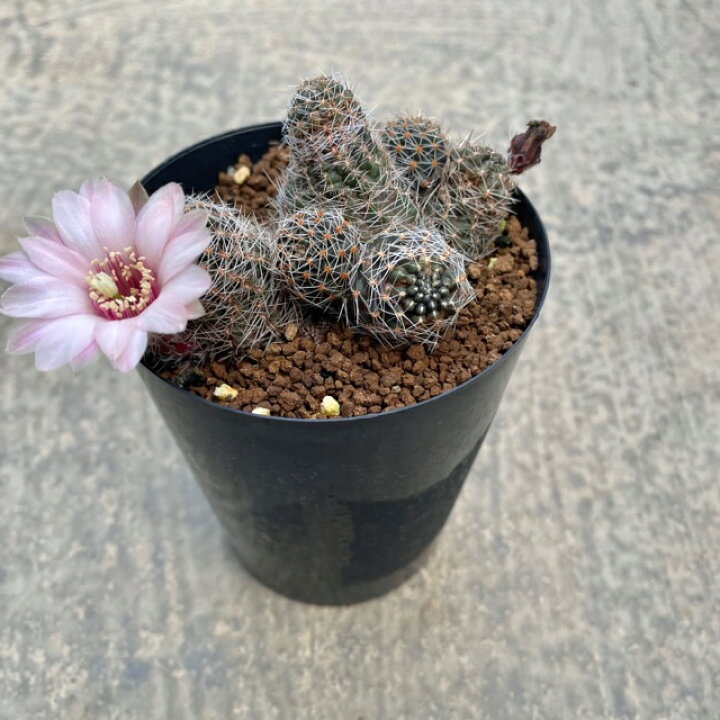 楽天市場 Mediolobivia メディオロビビア オルレンシス 3号鉢 サボテン 多肉植物 希少 珍奇植物 レア 珍品 珍しい インテリア 観葉植物 グリーン 人気 おうち時間 プレゼント ギフト おしゃれ 花のまちころぼっくる