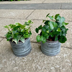 アイビー 鉢植え 観葉植物の人気商品 通販 価格比較 価格 Com