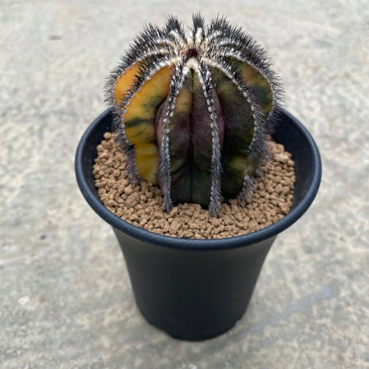楽天市場】【Ubelmannia ペクチニフェラ錦】3.5号鉢 サボテン 多肉植物  