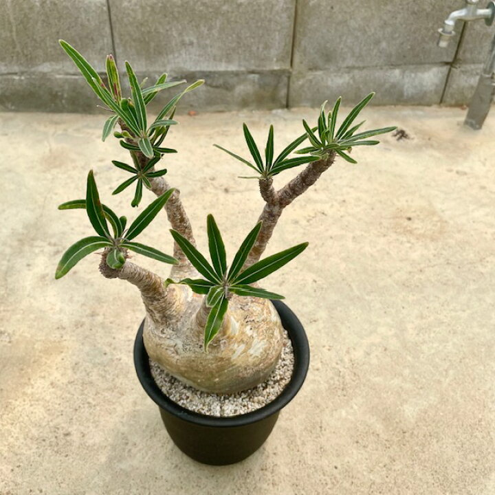 楽天市場 Pachypodium パキポディウム グラキリス 5号鉢 サボテン 多肉植物 希少 珍奇植物 レア 珍品 珍しい インテリア 観葉植物 グリーン 人気 おうち時間 プレゼント ギト おしゃれ 花のまちころぼっくる