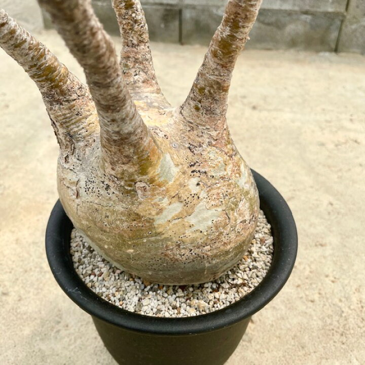 楽天市場 Pachypodium パキポディウム グラキリス 5号鉢 サボテン 多肉植物 希少 珍奇植物 レア 珍品 珍しい インテリア 観葉植物 グリーン 人気 おうち時間 プレゼント ギト おしゃれ 花のまちころぼっくる 楽天市場 Pachypodium パキポディウム グラキリス 5号鉢 サボテン 多肉植物 希少 珍奇植物 レア 珍品 珍しい インテリア 観葉植物 グリーン 人気 おうち時間 プレゼント ギト おしゃれ 花のまちころぼっくる