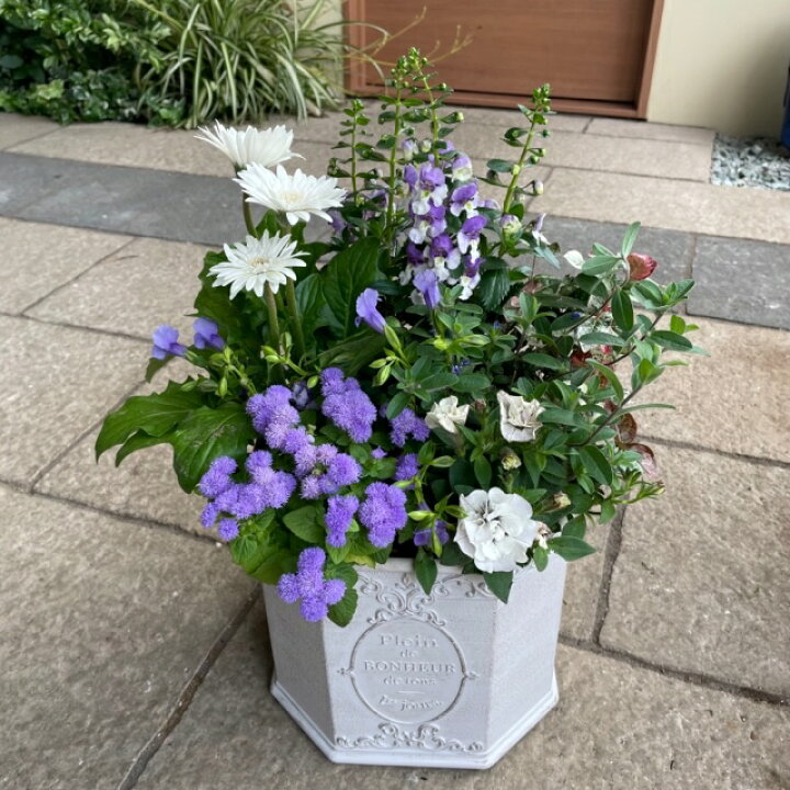 楽天市場 白とパープル系の大人の寄せ植え 寄せ植え 鉢植え 苗 季節の寄せ植え ホワイト パープル おしゃれ シック 華やか エレガント プレゼント ギフト ガーデニング 新築祝い 開店祝い 季節の花 花の競演 母の日 園芸 秋屋外 玄関 鉢 プランター 送料無料 花の