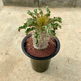 【Pachypodium パキポディウム 光堂】5号鉢 サボテン 多肉植物 希少 珍奇植物 レア 珍品 珍しい インテリア 観葉植物 グリーン 人気 おうち時間 プレゼント ギト おしゃれ