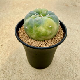 【Lophophora ロフォフォラ 銀冠玉錦（実）】2.5号鉢 サボテン 多肉植物 希少 珍奇植物 レア 珍品 珍しい インテリア 観葉植物 グリーン 人気 おうち時間 プレゼント ギト おしゃれ