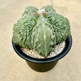 【Astrophytum アストロフィツム 特良複隆ヘキラン（実）】4号鉢 サボテン 多肉植物 希少 珍奇植物 レア 珍品 珍しい インテリア 観葉植物 グリーン 人気 おうち時間 プレゼント ギト おしゃれ