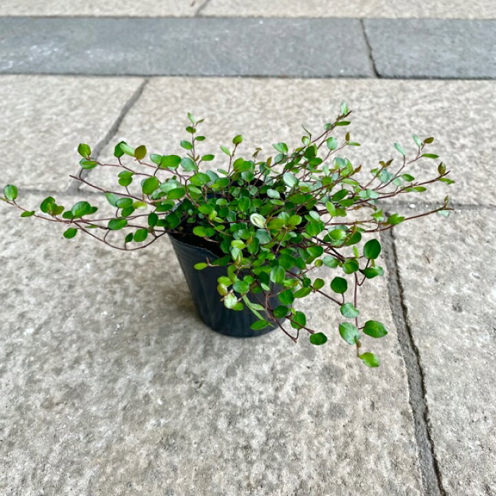 楽天市場 ワイヤープランツ 3号ポット苗 グランドカバー 寄せ植え ハンキングバスケット 花壇 ツル状 耐寒性 耐陰性 耐暑性 丈夫 常緑 ツル状 花のまちころぼっくる