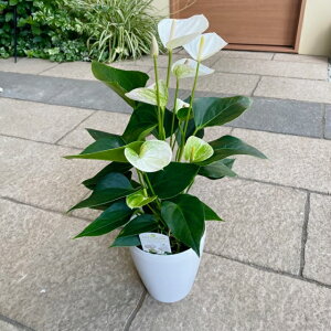 アンスリウム 白の人気商品 通販 価格比較 価格 Com アンスリウム 白の人気商品 通販 価格比較 価格 Com