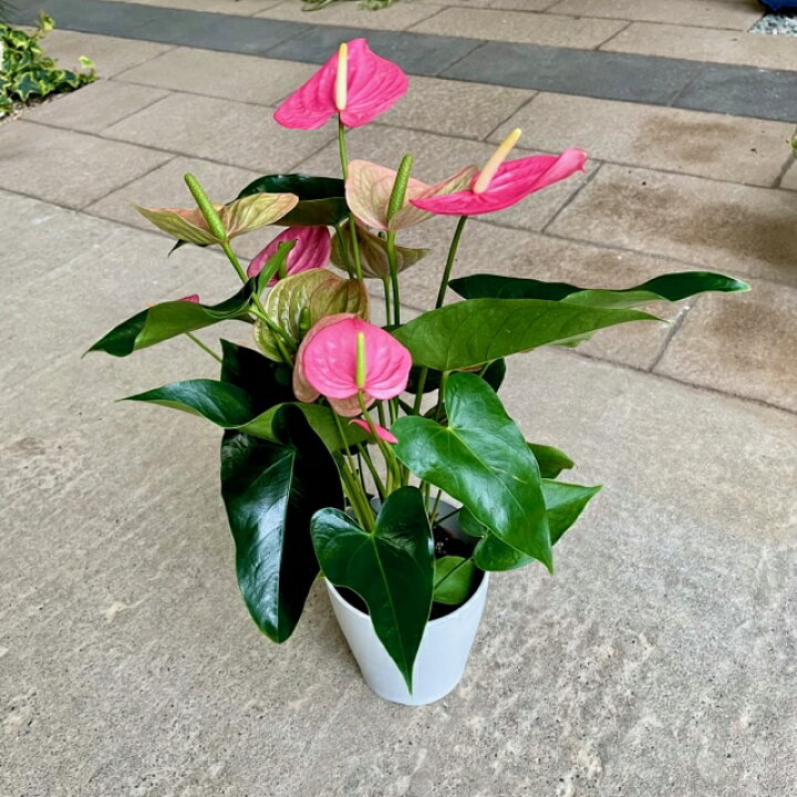 楽天市場 アンスリューム ピンク 5号鉢 観葉植物 アンスリウム 南国風 ピンク トロピカル 華やか インテリア 室内園芸 風水 恋愛運アップ プレゼント ギフト 贈り物 敬老の日 花言葉 飾らない美しさ 花のまちころぼっくる