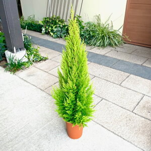 コニファー 鉢植えの人気商品 通販 価格比較 価格 Com コニファー 鉢植えの人気商品 通販 価格比較 価格 Com