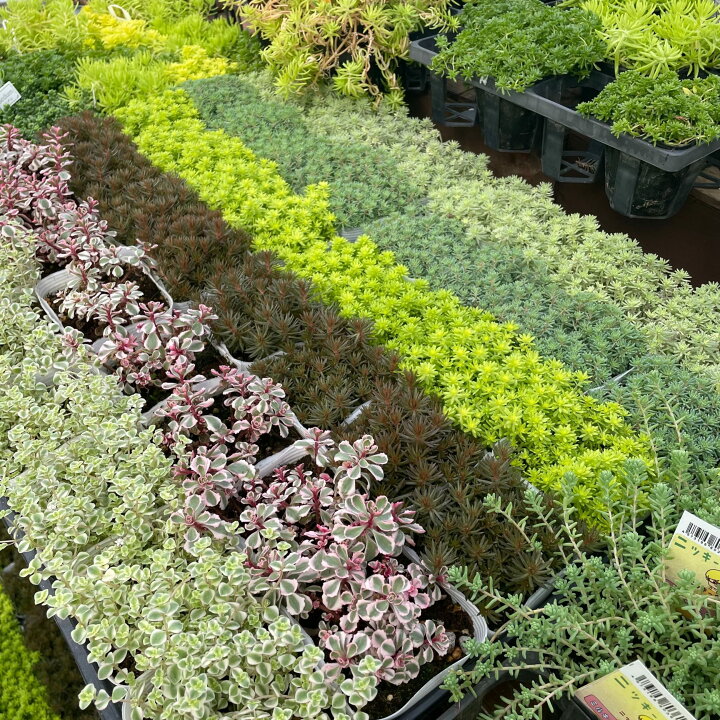 楽天市場 お得なセダム５点セット グランドカバーにもおすすめ あす楽 多肉植物 ガーデニング 園芸 寄せ植え おうち時間を楽しもう 観葉植物 花苗 おまかせ セット 耐寒性 冬 花のまちころぼっくる