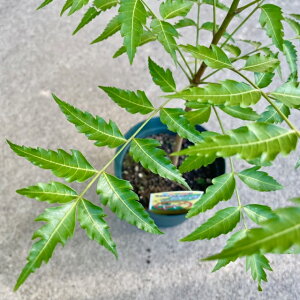 観葉植物 ニームの木の人気商品 通販 価格比較 価格 Com
