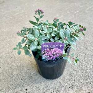 y5_Zbgz~Zo 3|bgc c 񂹐A ϊ ɋ h   t̐F sN̉  K[f nA Ă₷ Pi