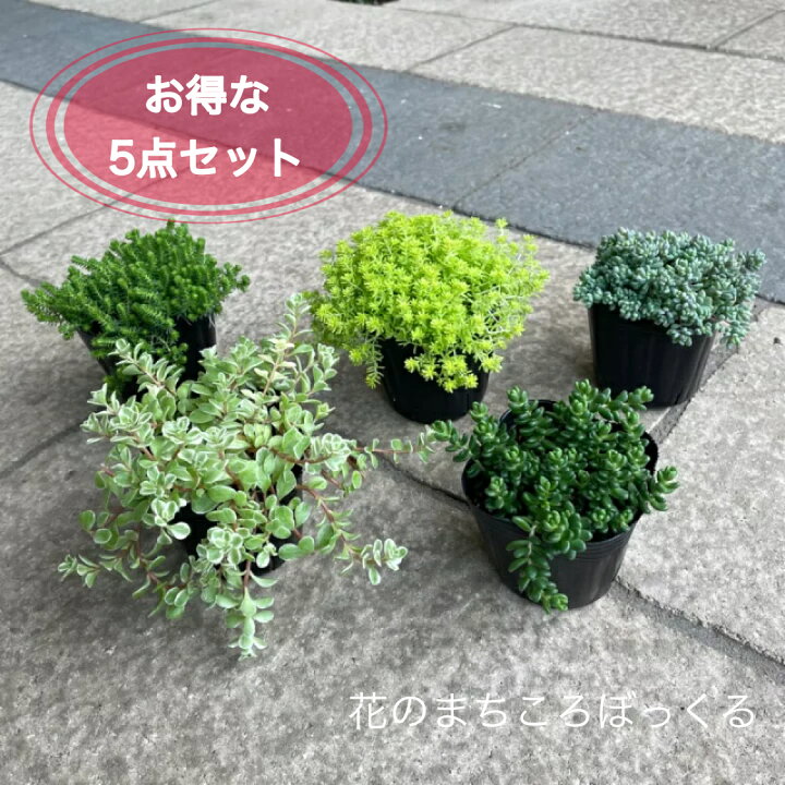 楽天市場 お得なセダム５点セット グランドカバーにもおすすめ あす楽 多肉植物 ガーデニング 園芸 寄せ植え おうち時間を楽しもう 観葉植物 花苗 おまかせ セット 耐寒性 冬 花のまちころぼっくる