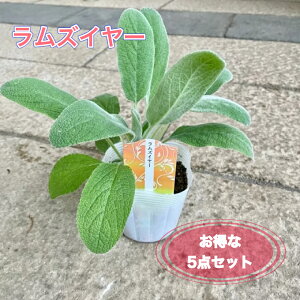 y5_ZbgzYC[3|bgc OhJo[ Vo[[t J[[t 񂹐A n[u Ԓd ϊ 牠 tF [t v SҌ hCt[ h