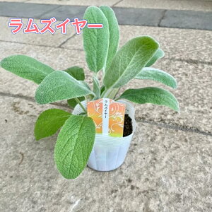 yYC[zy1_璍\Iz3|bgc OhJo[ Vo[[t J[[t 񂹐A n[u Ԓd ϊ 牠 tF [t v SҌ hCt