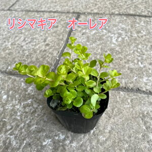 y1_璍\IzV}LA I[Az3|bgc c ԕc OhJo[ 񂹐A nLOoXPbg Ԓd c ϊ N 牠 ʂ CO[ tF 