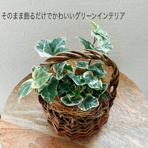 yȔ̃ACr[zyyzoXPbgĕt   Mtg ϗtA wf CeA 蕨 ͗lւ j j a v[g M