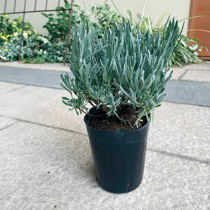 生花 鉢植え ラベンダーの人気商品 通販 価格比較 価格 Com