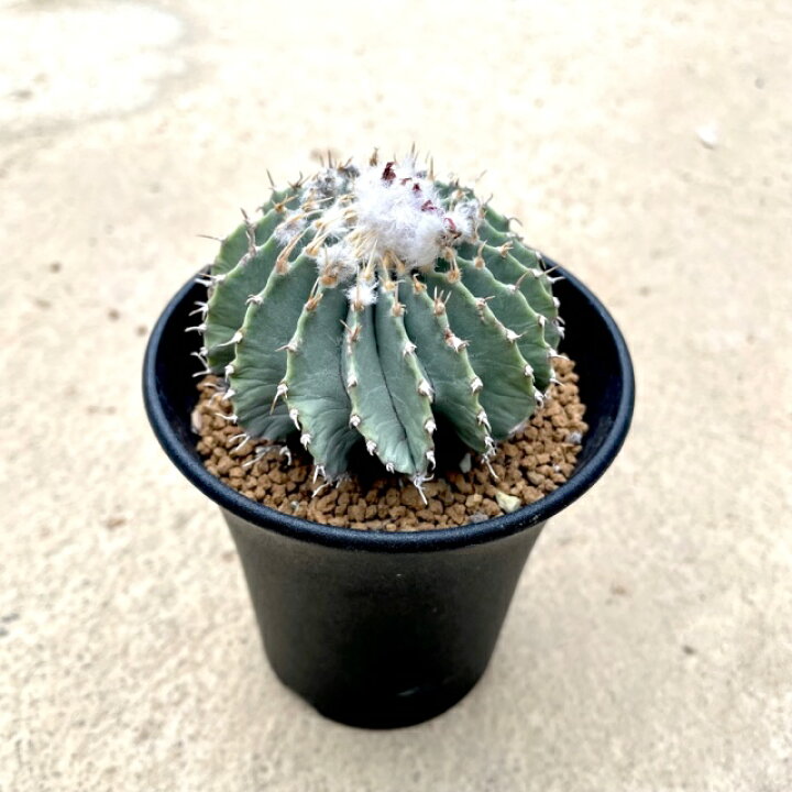 楽天市場】【Geohintonia ゲオヒントニア メキシカーナ（実）】2.5号鉢 