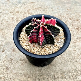 【Gimnocalycium ギムノカリシウム】2.5号鉢 サボテン 多肉植物 希少 珍奇植物 レア 珍品 珍しい インテリア 観葉植物 グリーン 人気 おうち時間 プレゼント ギト おしゃれ