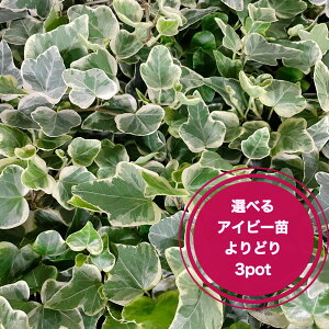 yȑIׂ3|bgZbgz ܂ƂߔfRI1|bg聏480 ACr[ wf 3|bgc K[fjO Â  O[[X ϗtA CeA A