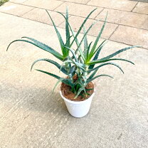 楽天市場】キダチアロエ（観葉植物｜花・観葉植物）：花・ガーデン 
