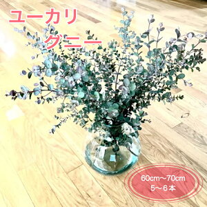 [Jiԁj5`6{ 60`70cm [JOj[ Vo[[t ؂ ؉ } } G_m hCt[ XbO [X EGfBO C v[g Mtg 蕨