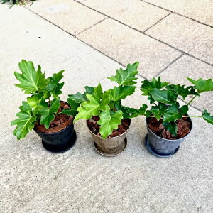 Z[ ϗtA Iׂ锫F 3F Ȕ A MttBfh Z Ă₷ o[N`bv p TCY Ǘ@t   bNX 