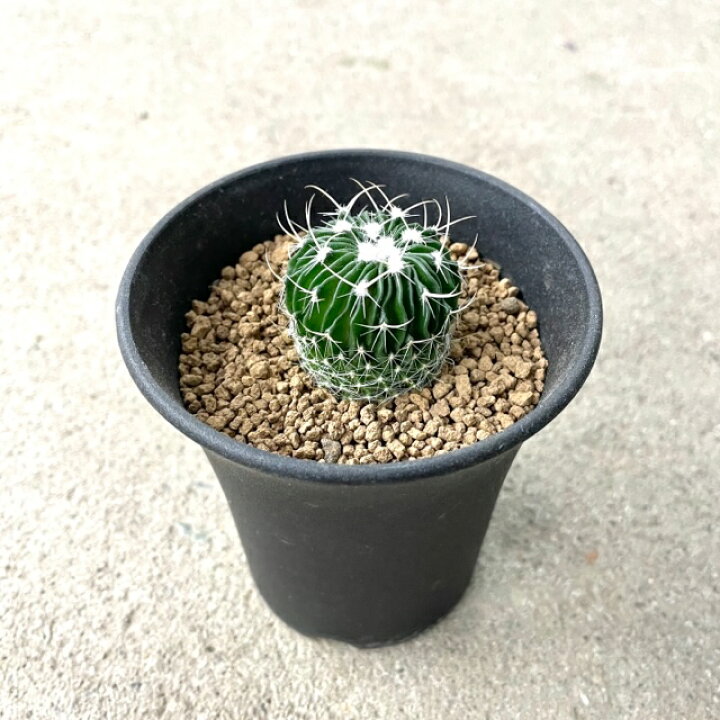 楽天市場】【Echinofossulocactus エキノフォスロカクタス 千波万波 