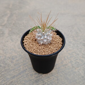 ypL|fBEzǗ@t3 T{e A  A A i  CeA ϗtA O[ lC  v[g Mtg 