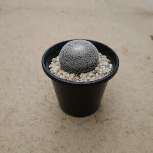 y}~A ጦہzǗ@t3 T{e A  A A i  CeA ϗtA O[ lC  v[g Mtg 