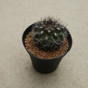 ylI|eA r[TzǗ@t3 T{e A  A A i  CeA ϗtA O[ lC  v[g Mtg 