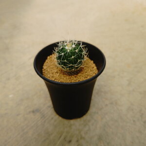 【エキノフォスロカクタス 千波万波】管理方法付き3号鉢 サボテン 多肉植物 希少 珍奇植物 レア 珍品 珍しい インテリア 観葉植物 グリーン 人気 おうち時間 プレゼント ギフト おしゃれ 新