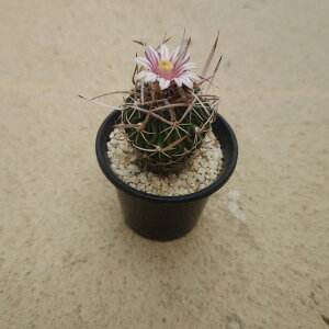 yGLmtHXJN^X hUʁzǗ@t3 T{e A  A A i  CeA ϗtA O[ lC  v[g Mtg  