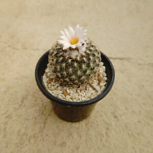 yMmJN^X CTxGzǗ@t3 T{e A  A A i  CeA ϗtA O[ lC  v[g Mtg  V 