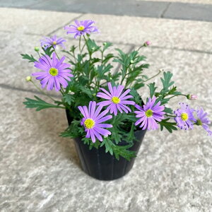 y5_ZbgzuLJ 3|bgc c ԕc 񂹐A JԊ  Ԓd A G߂̕c  t  H ϊ Ϗ