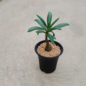 ypL|fBE TL^zǗ@t3 T{e A  A A i  CeA ϗtA O[ lC  v[g Mtg  V