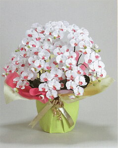 y{̂悤ȑԁzyG}zӒS@10{