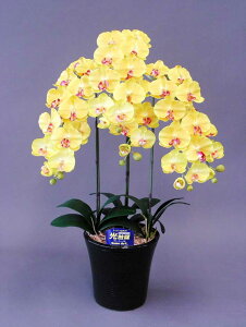 y{̂悤ȑԁzӒHG}L3{RۍpELʂG}̑Ԃł̋Cu₩ɁӒHG}