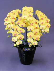 y{̂悤ȑԁzӒHG}L5{RۍpELʂG}̑Ԃł̋Cu₩Ɂ