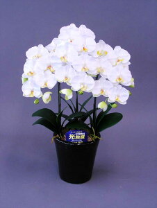 y{̂悤ȑԁzӒHG}RۍpELʂG}̑Ԃł̋Cu₩ɁӒHG}M3{