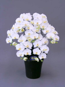 y{̂悤ȑԁzӒHG}M24{RۍpELʂG}̑Ԃł̋Cu₩ɁӒHG}