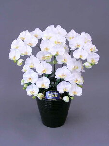 y{̂悤ȑԁzӒHG}M5{RۍpELʂG}̑Ԃł̋Cu₩ɁӒHG}