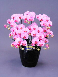 y{̂悤ȑԁzӒHG}RۍpELʂG}̑Ԃł̋Cu₩ɁӒHG}S5{